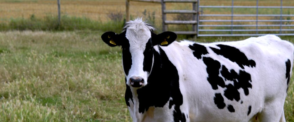 Ruminant