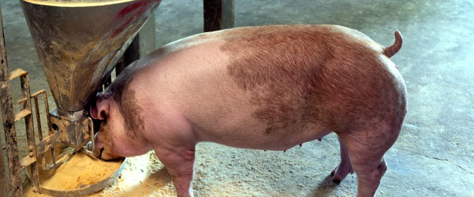 Swine